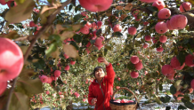 第十二届山东沂源苹果节将于周六盛大开幕