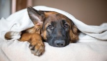 美最新研究：流感病毒可将犬类作宿主　将来恐爆发“犬流感”