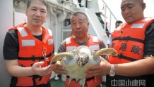 现场直击！中国绿发会放生国家一级保护动物绿海龟