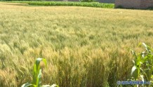 靖远：“一喷三防”广覆盖 科技助力小麦丰收