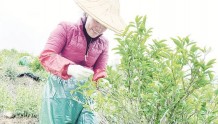依托高山发展茶业 增收致富满路茶香