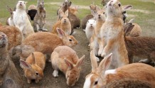 兔子急了也咬人，物种入侵有多厉害？澳洲人兔大战之殇