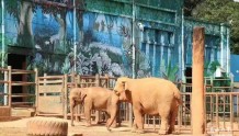 温馨有爱！亚洲象“莫莉”和妈妈“莫坡”合笼成功