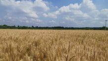 江苏镇江：今年小麦增产增收 农民种粮更有积极性