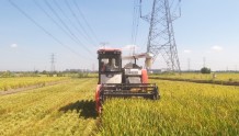 早稻开镰，宁波31万亩早稻丰收在望