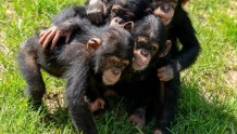 【活动简讯】太原动物园黑猩猩育幼成果展示活动 ——小黑猩猩的“周岁礼”