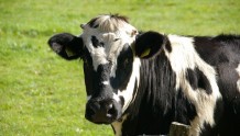 认养一头牛，新消费的“信徒”or“叛徒”？