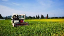 给水稻“减肥”，在稻田边种花！去农场看“科技水稻”