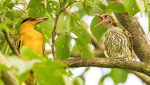 记录黑枕黄鹂育雏 见证雏鸟从破壳而出到长大离巢全过程