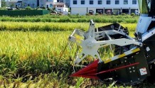 湖北荆州47万亩早稻开镰收割，总产量预计超过20万吨