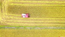 攸县早稻进入大面积收割期   28万亩早稻正“颗粒归仓”