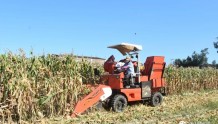 莆田首台玉米收获机助力玉米抢收