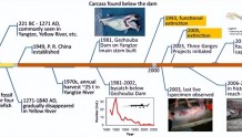 中国淡水鱼之王的谢幕——长江白鲟灭绝