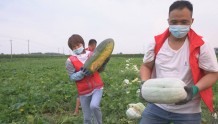 成武县：爱心菜农捐献3万斤蔬菜  助力曹县疫情防控