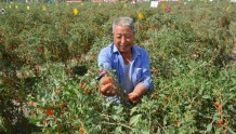 瓜州县沙河回族乡：“红果果”让农民致富有“钱”景
