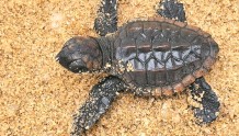惠州成功孵化濒危物种红海龟 这是广东首个人工繁殖红海龟的成功案例
