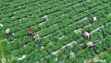 罗甸县“四化”助推蔬菜产业高质量发展