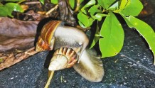 雨后的路边频现这种大蜗牛，千万别碰！