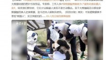 这组照片火了！网友：熊猫怕不怕不知道，我挺怕的
