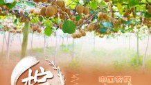 2022中国农民丰收节 | 安徽多彩丰收季