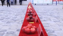 通渭鸡川：喜迎苹果采摘季  欢庆农民丰收节
