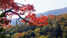 湖北竹溪：深秋的八卦山层林尽染、色彩斑斓，风景如画