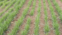 农技｜如何做到霜降过后种小麦，亩产也能超千斤