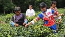 景谷县：又有1.24万亩茶园获有机转换认证
