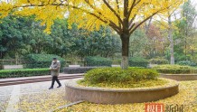 百步亭游园：片片黄叶舞冬风