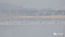 数万只候鸟飞抵常德柳叶湖过冬