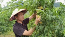 阳山新增4个省级示范家庭农场