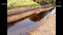 日本一工厂泄漏液体染红河道 8天才出检测结果：含氰化物