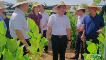 垦地融合促发展丨白沙县领导到龙江农场公司调研垦地融合发展工作