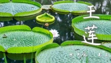 武汉植物园：“水上花王”王莲进入最佳花期，颜色三天三变，观赏攻略来了！