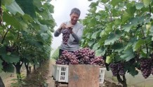 孙聚寨乡袁店村：发展葡萄产业，助力乡村振兴