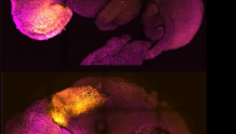 干细胞合成带有大脑和心脏跳动的小鼠胚胎，离合成人类胚胎还有多远？