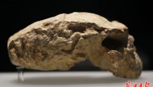 两个百万年人头骨化石相距不到300米，这一罕见发现具有世界意义