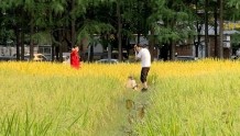 武汉园博园这处水稻田火了！不仅能打卡拍照，产出的水稻口感还不错