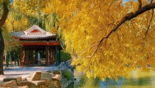 秋色斑斓 | 北京市属公园彩叶观赏指南