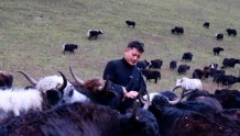 甘南州迭部县：牛产业“牛”起来，牧民增收底气足