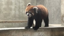救下小熊猫63只！四川乐山警方破获一起非法猎捕买卖野生小熊猫案
