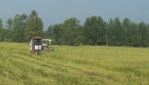 浠水17.5万亩晚稻进入收获季