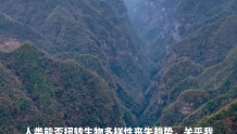 海报 | 中国特色生物多样性保护之路受多方称赞海报 | 中国特色生物多样性保护之路受多方称赞
