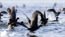 候鸟过冬家园，数千鸟儿在鲁南沂河飞舞