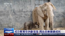 太可爱了！广东清远繁育两头非洲象宝宝