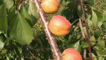 庄河歇马杏熟了，150岁“网红老杏树”今年减产