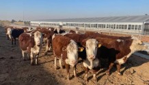 梨树县上半年肉牛存栏量达28.5万头