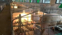 生猪出栏量较去年同期比增超7％，泉州猪肉市场供应充足