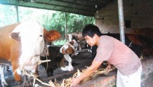 「泸州」分水岭镇：玉米秸秆再利用，返乡创业养肉牛