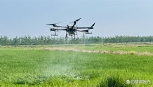 蔡甸区：植保无人机统防统治 确保水稻稳产丰收